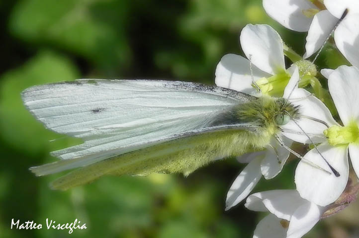 Quale Pieris?